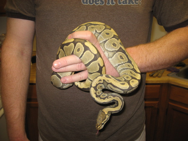 07 Hypo female
