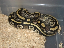 My Mojave female produced by Jeff Luman