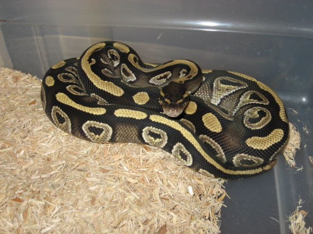 My Mojave female produced by Jeff Luman