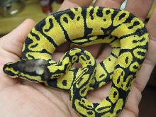 Crazy pastel