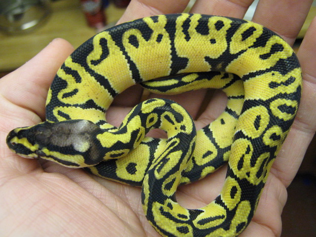 Crazy pastel