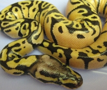 pastel ?? super pastel ?? female