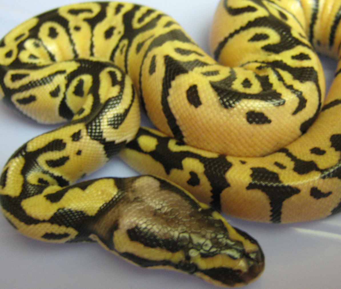 pastel ?? super pastel ?? female