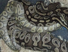 Hypo mojave male breeding my mojave female