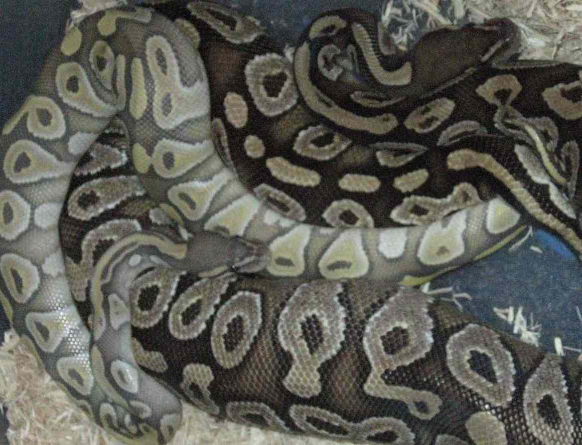 Hypo mojave male breeding my mojave female