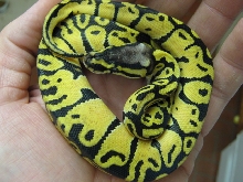 prettyboypastel