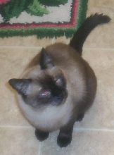 Murray