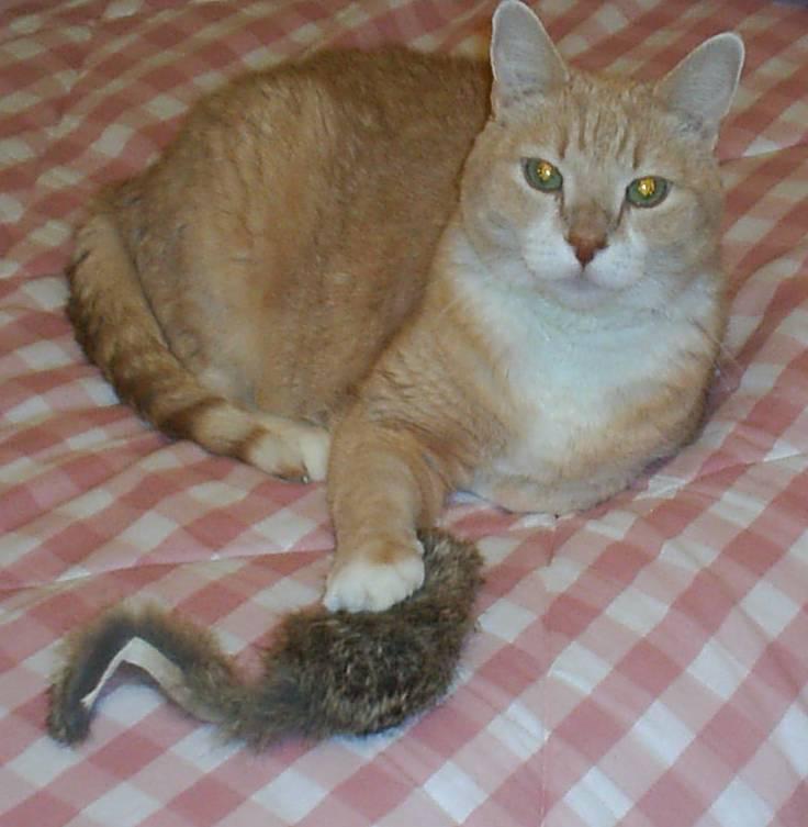 Simba