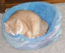 Simba in his little bed