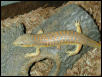Schneider Skink - Dozer