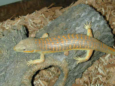 Schneider Skink - Dozer