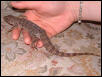 Spike in Hand