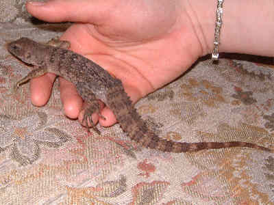Spike in Hand