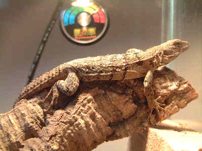 Spike in a Tree
