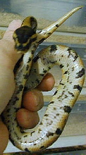 het pied