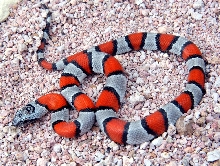 Juno male