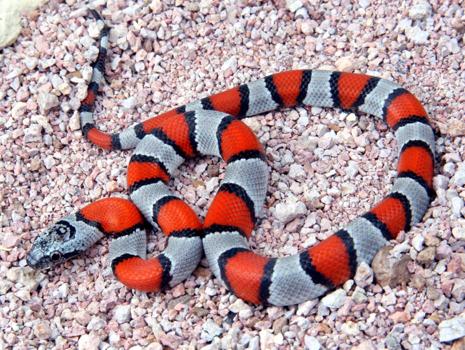 Juno male