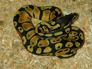 Female Pastel Ball