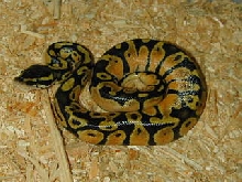 Male Pastel Ball