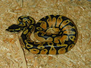 Male Pastel Ball
