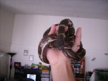 my California Kingsnake Marley