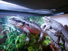 Peter and MJ my Australian Water Dragons