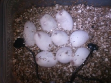 my first set of eggs