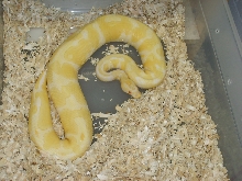 Albino Ball 2
