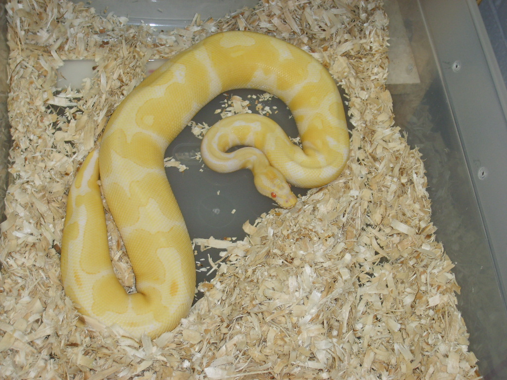 Albino Ball 2