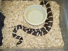 Oreo1