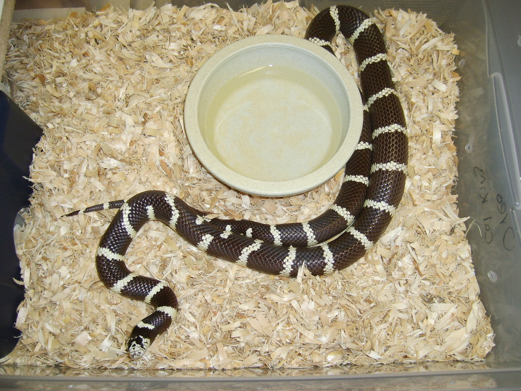 Oreo1