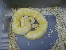 Albino Ball 1