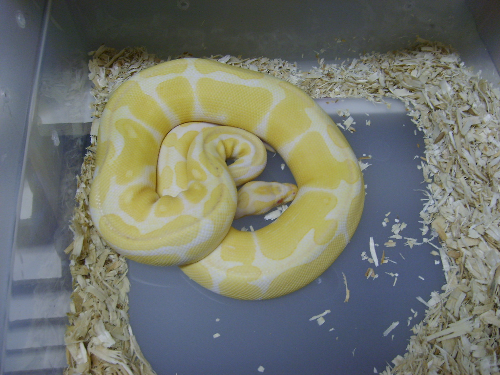 Albino Ball 1