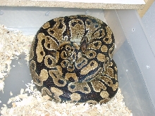 Normal Ball