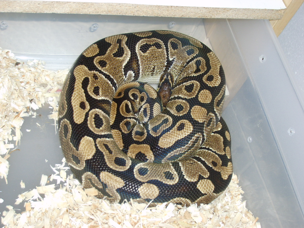 Normal Ball