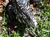 B&W Tegu