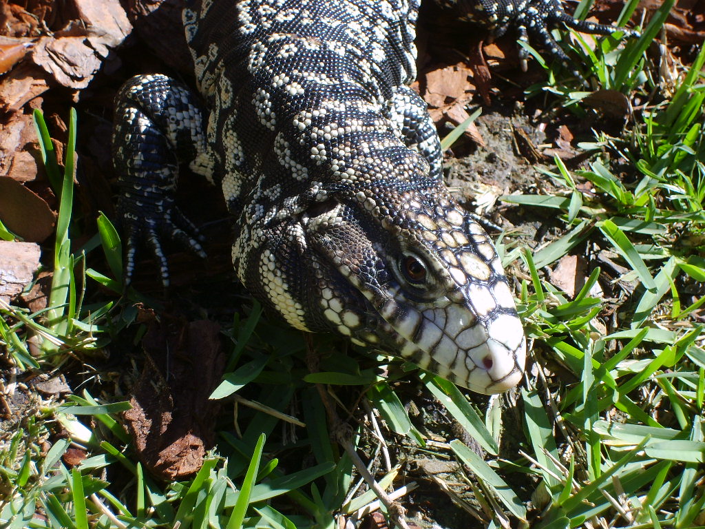 B&W Tegu