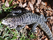 B&W tegu