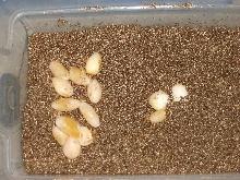 a mess of eggs