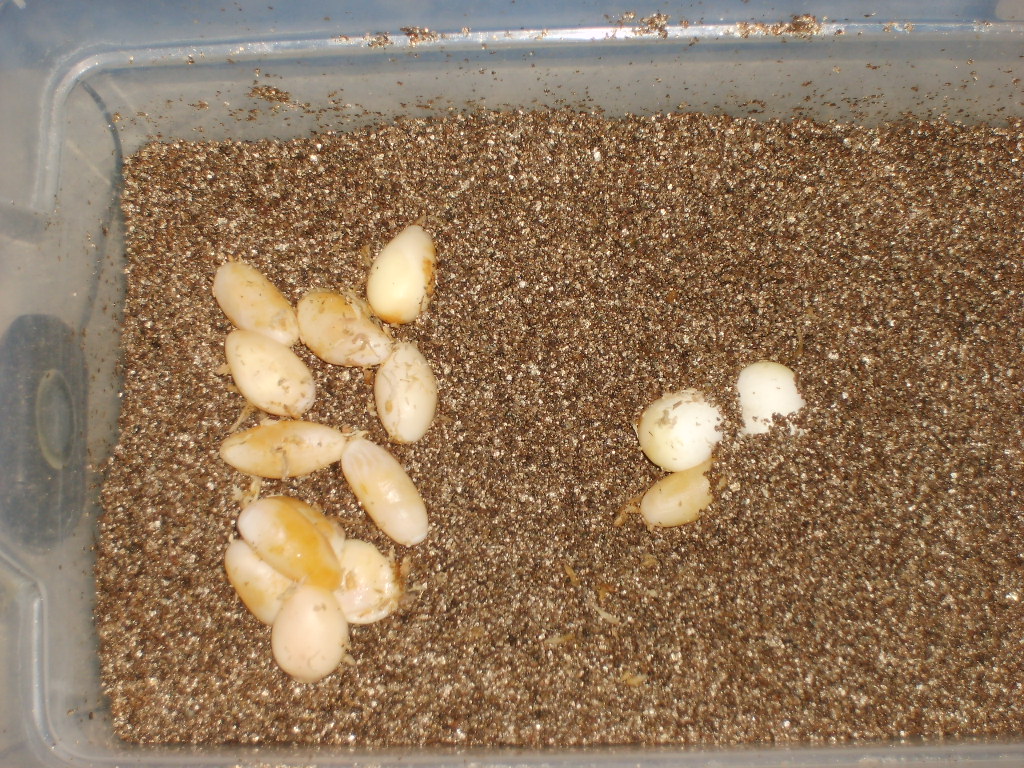 a mess of eggs