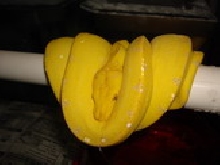 canary