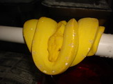 canary