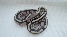 lesser male 1