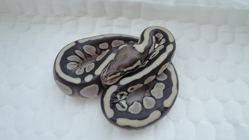lesser male 1