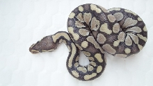 lesser female