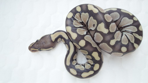 lesser female