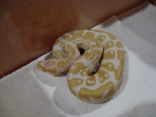 Albino ???