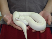 07  female ivory handling