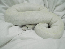 07  female ivory