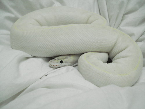 07  female ivory
